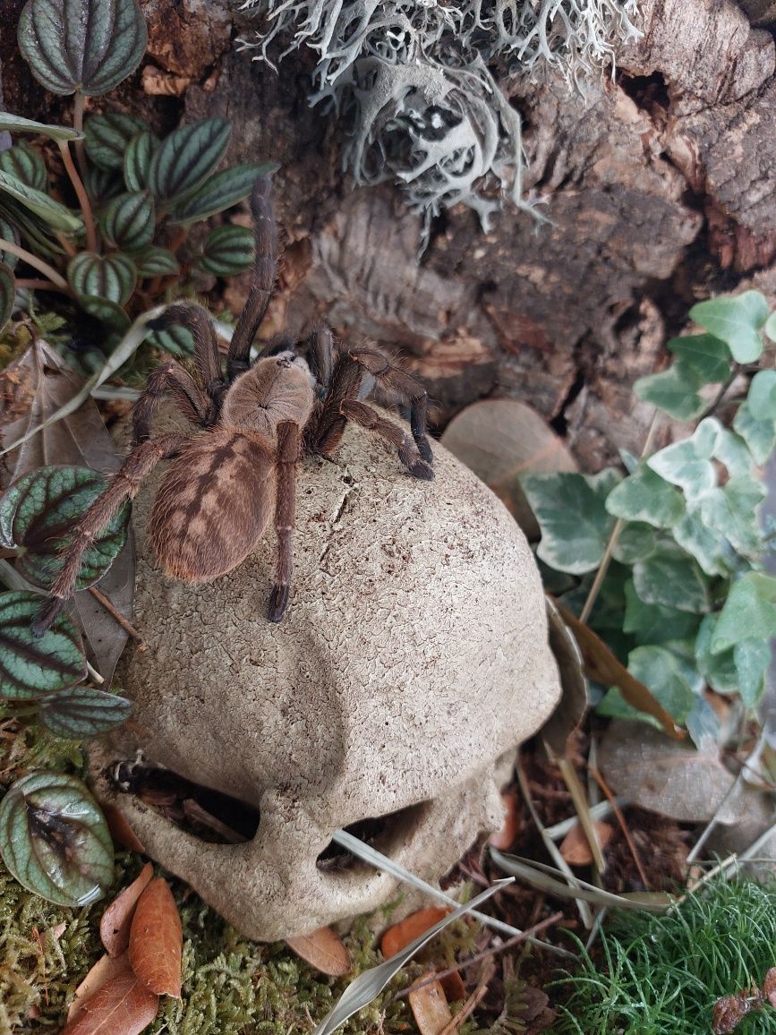 Dorosła samica Ptasznik Ornithoctoninae sp. Nhen Dep