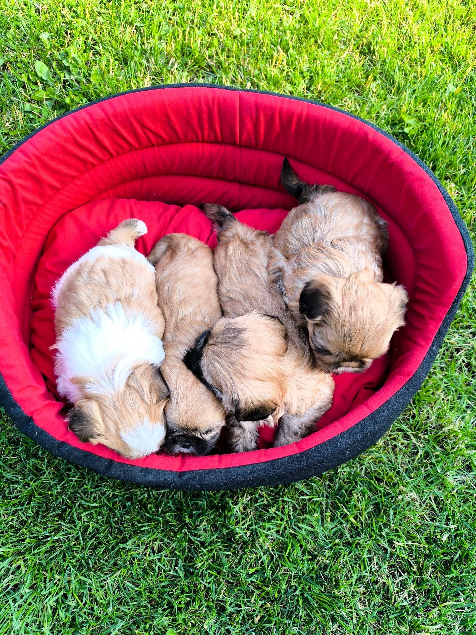 Shih-Tzu (Piesek)