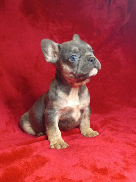 Bulldog francês macho cor Blue And Tan