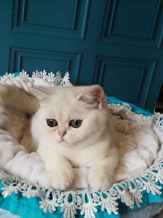 Шотландська прямовуха красуня