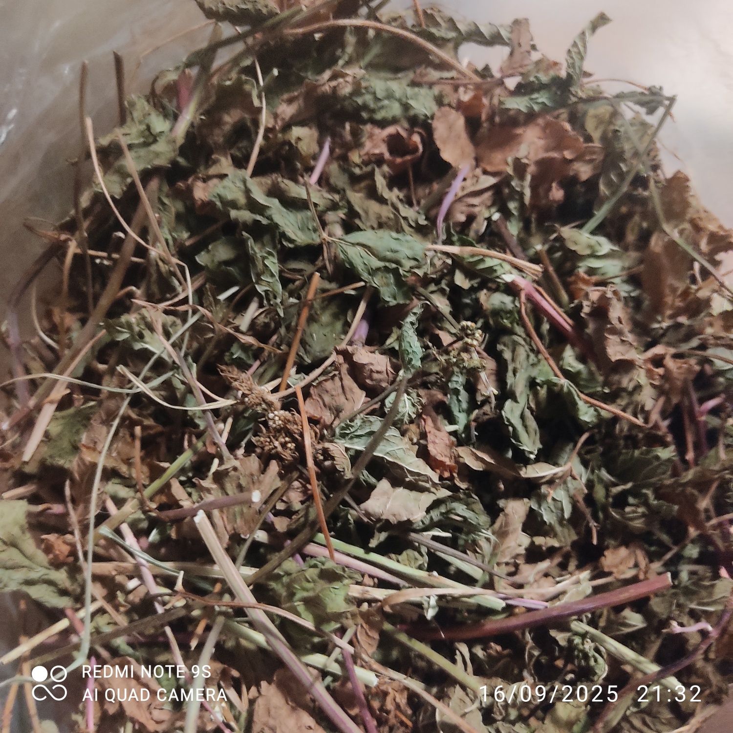 Ortelã seca ou fresaca bioologica para infusão , chá de ortelã