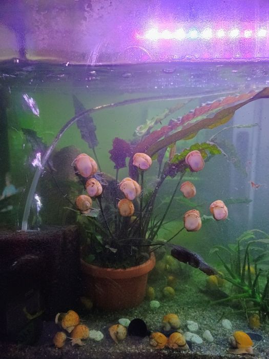 Продам акваріум!