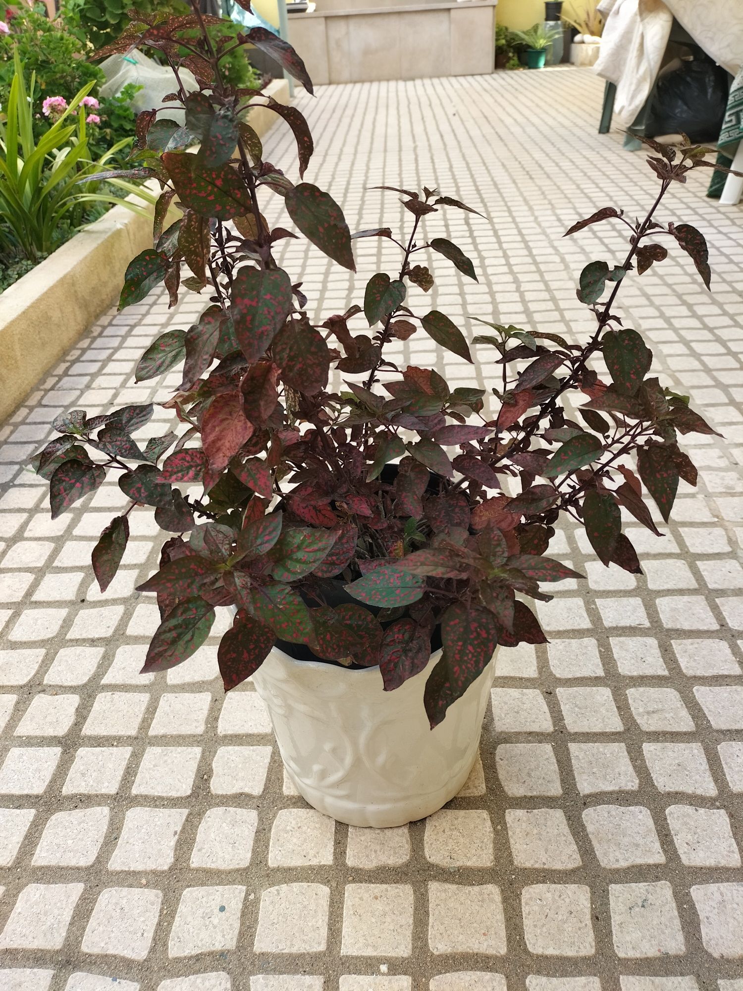 Planta serapintada.