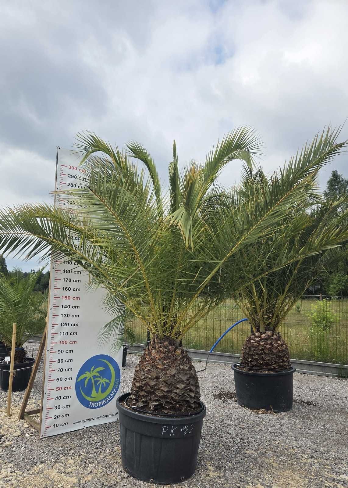 Phoenix Canariensis – Palma Królewska – Daktylowiec Kanaryjski