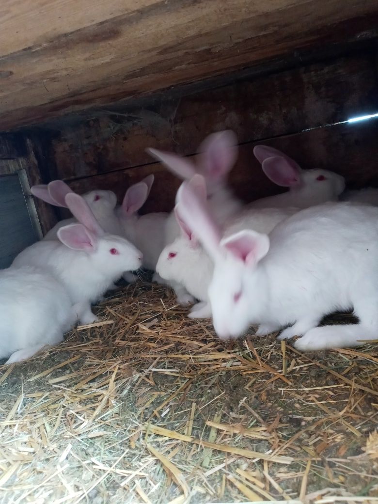 Sprzedam króliki Termądzkie białe