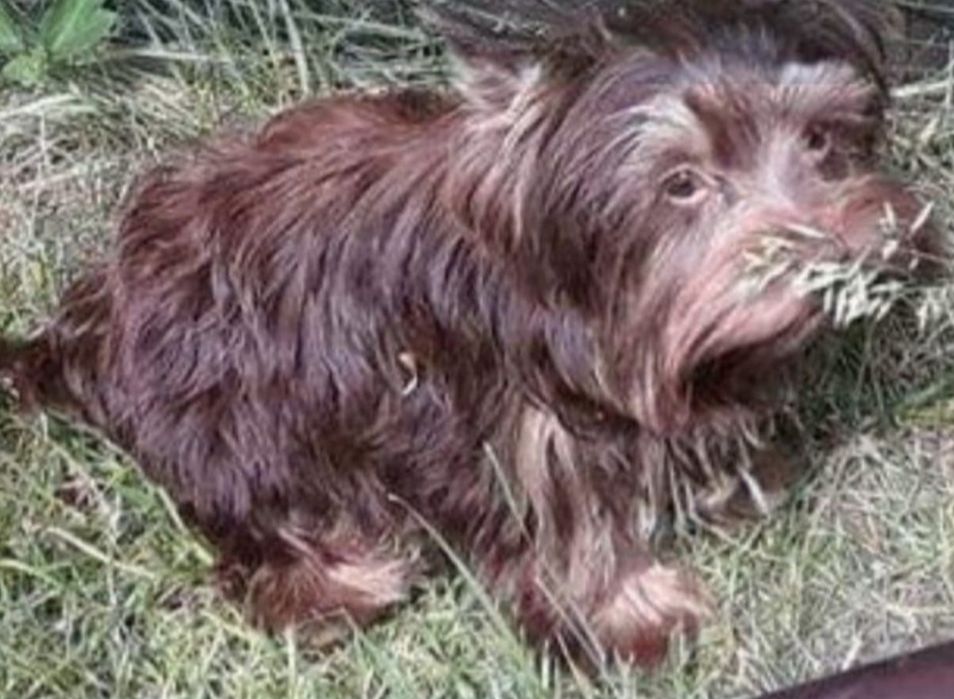 Yorkshire terrier czekolada Zarezerwowany