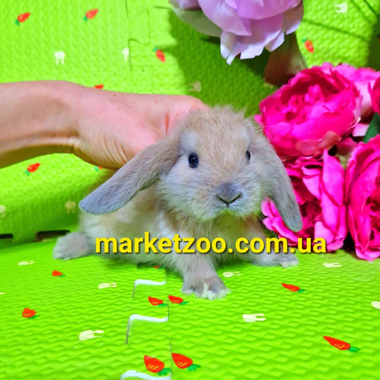 Mini lop міні мини кролики карликовые вислоухий баранчик ліловий
