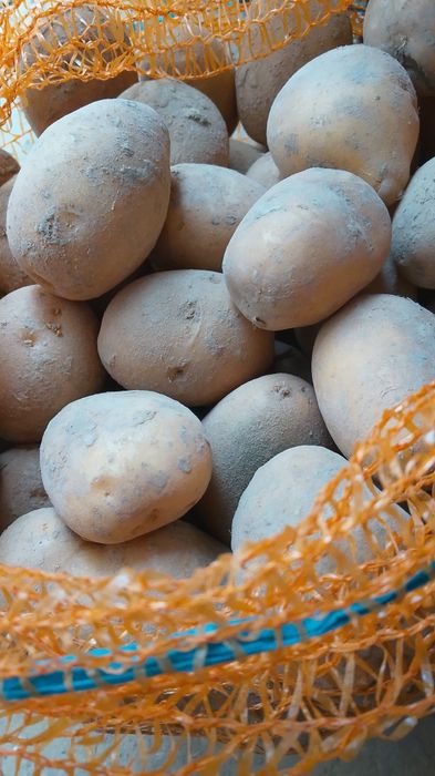 Ziemniaki Soraja kaliber 35/45