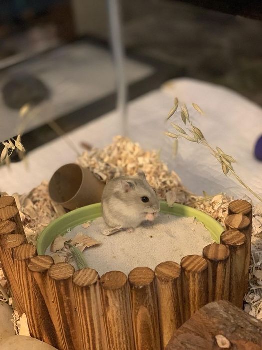 Джунгарские хомячки очень милые