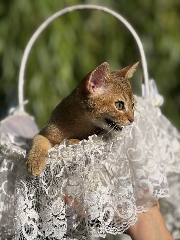 Шикарный абисинский котик