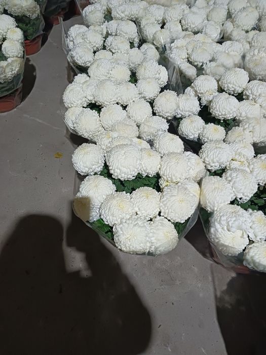 Chryzantemy Comodo Białe