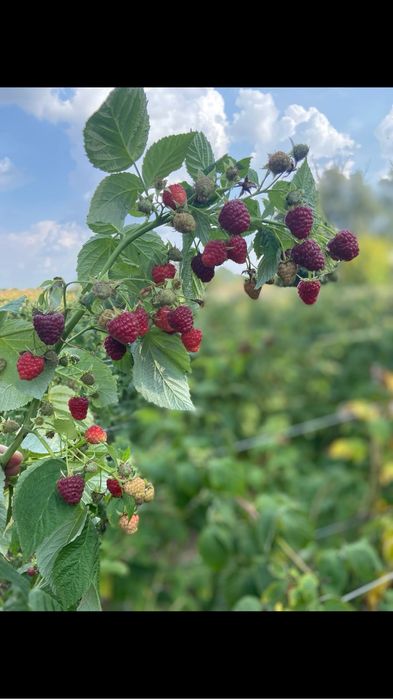 Саданці малини Джоан Джей