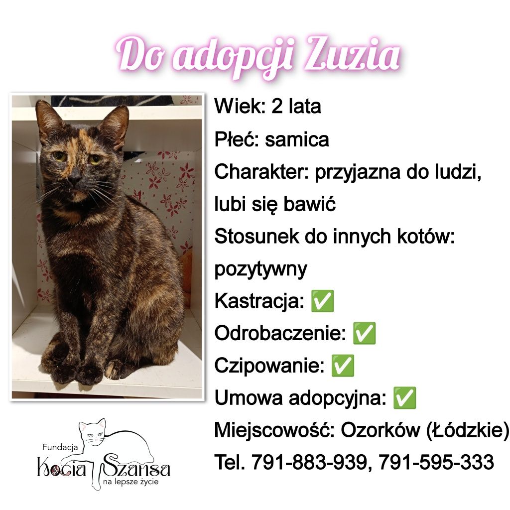 Do adopcji przyjazna Zuzia