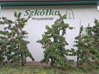 Sprzedam CZEREŚNIA karłowa GiSela5 odmiana Kordia, Regina i inne