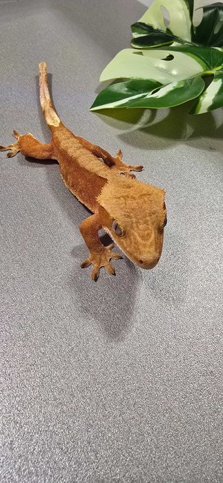 Gekon orzęsiony samiec red bi color