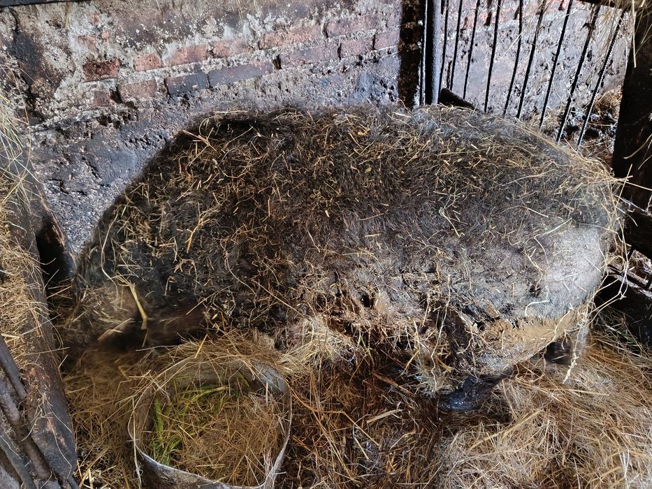 Mangalica maciora świnia locha