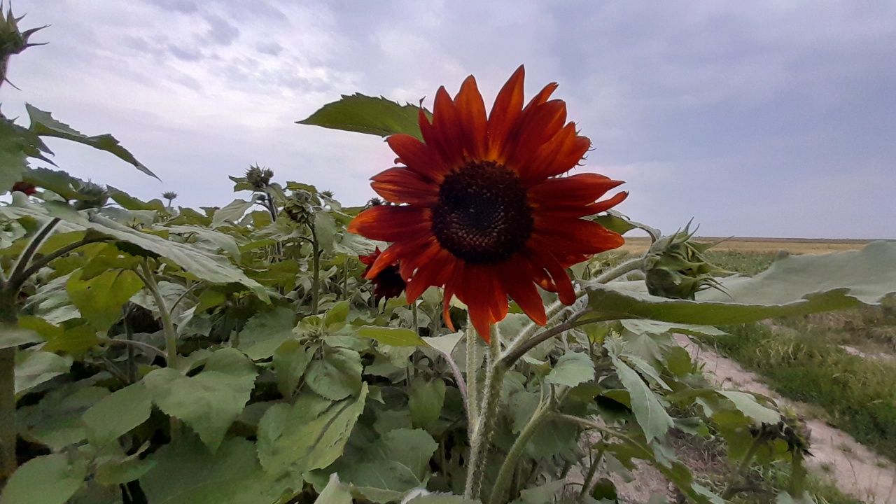 Nasiona słonecznika ozdobnego na kwiat cięty na kwiat