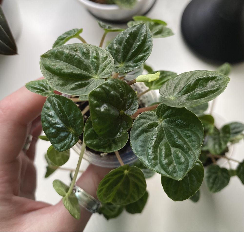 Пеперомія Ліліан | Peperomia Lilian