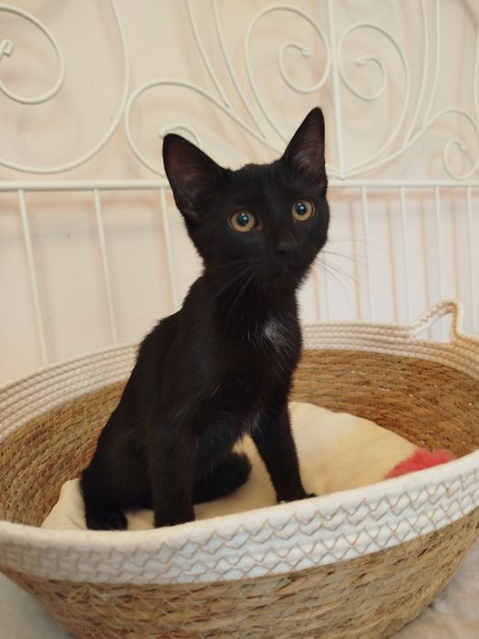 Pedro - czarny kocurek