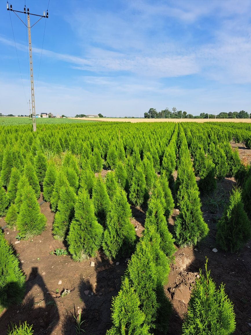 Tuja szmaragd własna produkcja 120cm