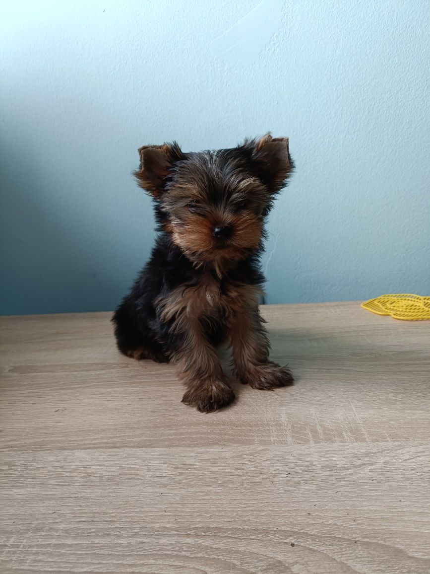 Yorkshire Terrier Yorki Pies