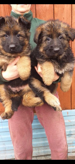 Owczarek niemiecki długowłosy   szczenie