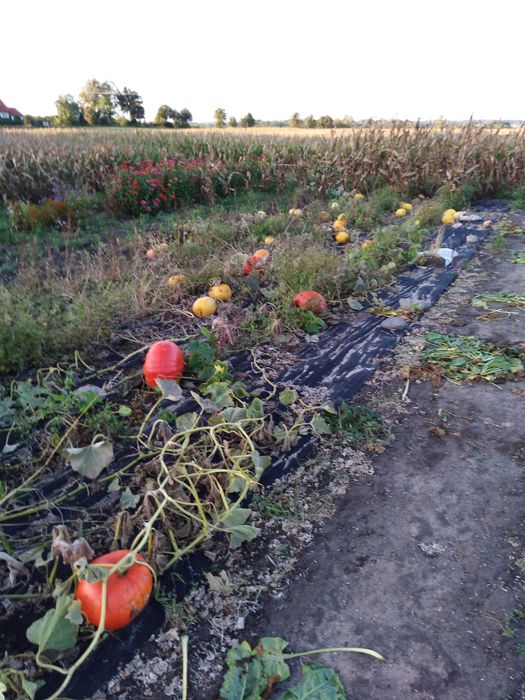 Dynie szeroki wybór odmian i typów kulinarnych