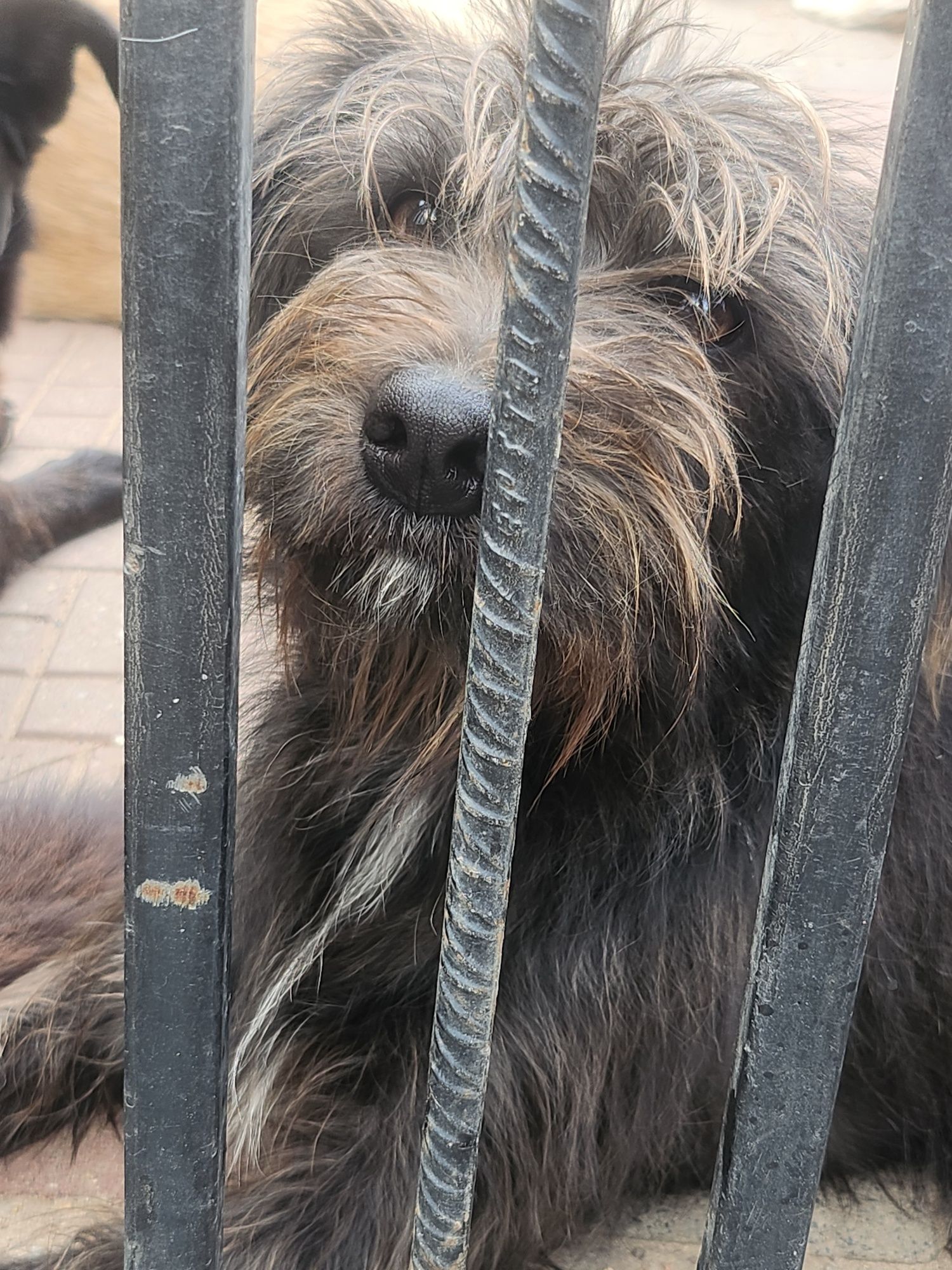 Figa kochana włochata dziewczyna do adopcji