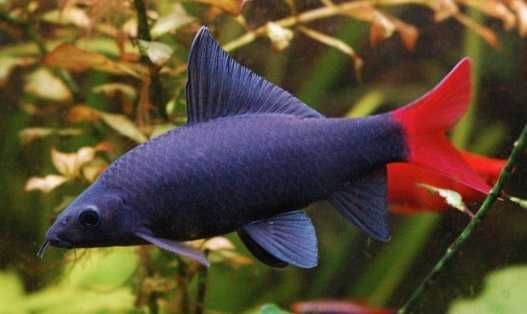 Labeo bicolor - Grubowarg dwubarwny - Epalzeorhynchos bicolor