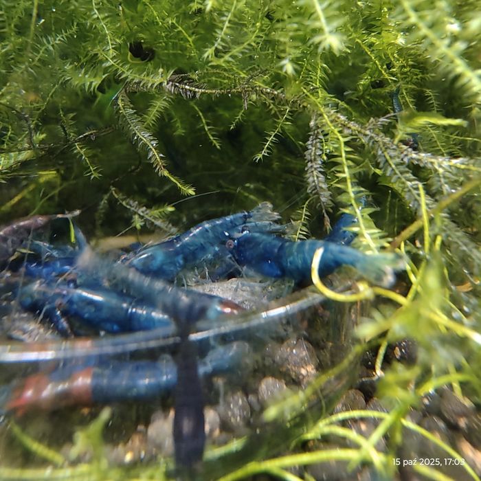 Sprzedam krewetki blue velvet.