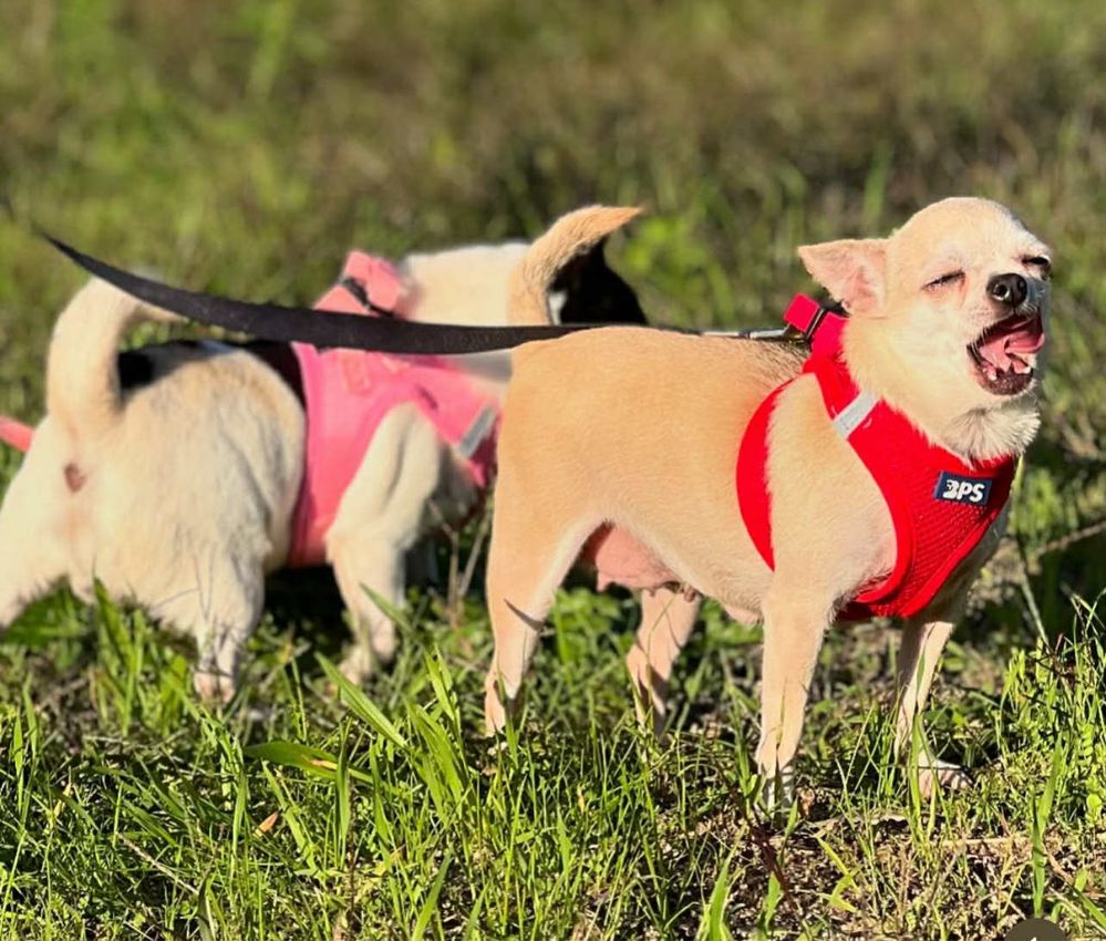 Chihuahua pelo curto femea