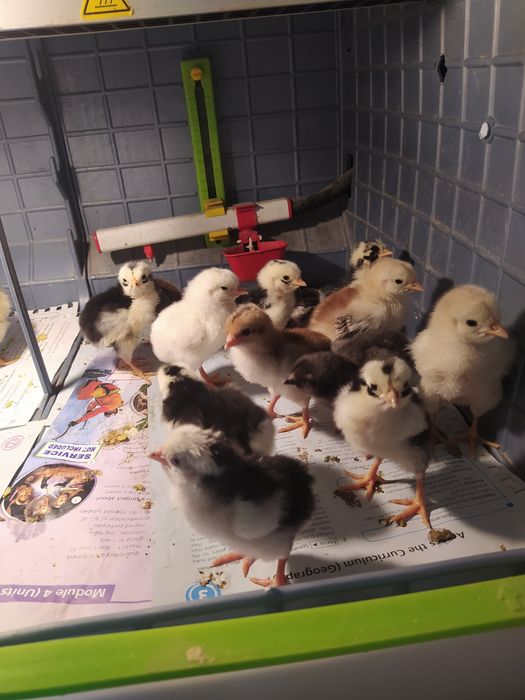 NOWOSC! Jaja  Leghorn Exchequer