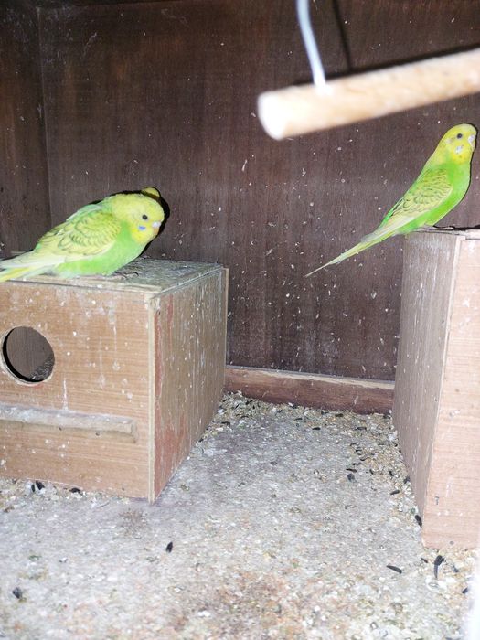 Гнізда,клітка і все решта.