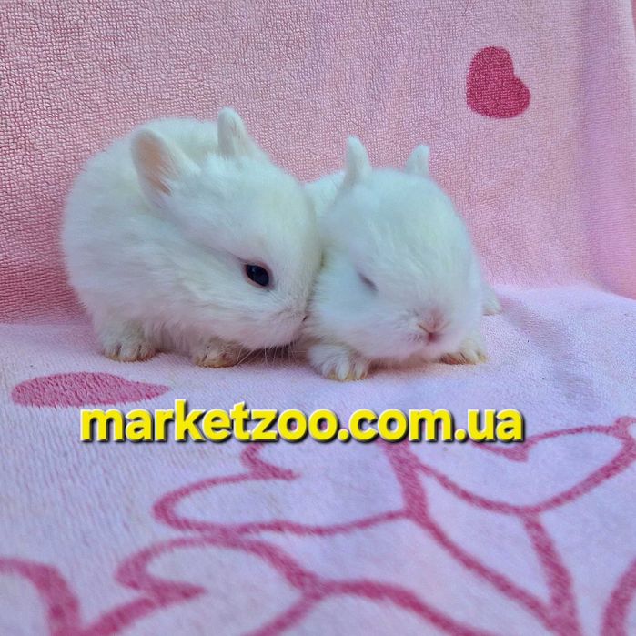 Міні кролик породи Гермелін | Відкрита бронь, карликовые кролики