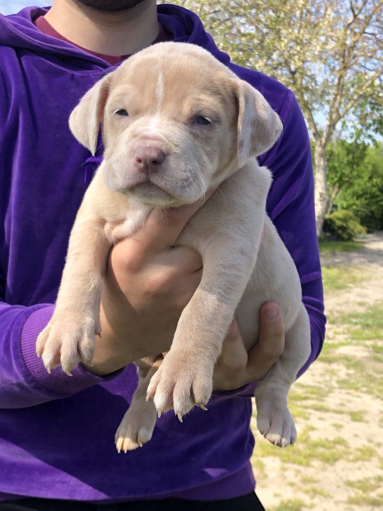 American Bully XL suczka Shelby