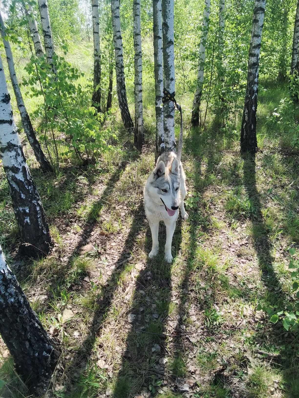 Łajka zachodniosyberyjska pies wilczasty