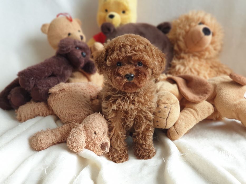 Maltipoo ciemny ! Cudowny Niespotykany Szczeniak ! Hybryda !