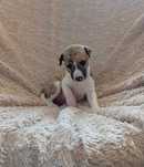Chart angielski whippet - piesek
