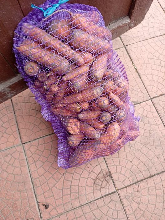 Продам моркву та буряк