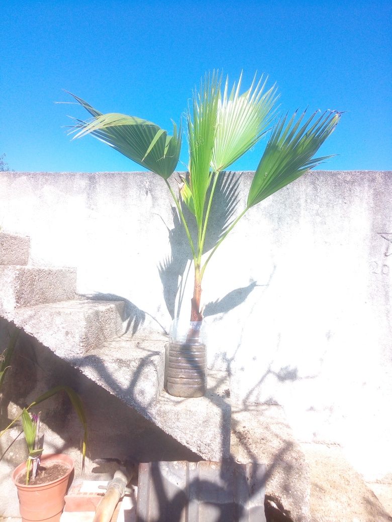 Palmeiras Leque (Washington Robusta)