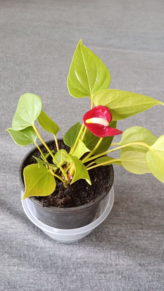 Sprzedam roślinę doniczkową - Anthurium.