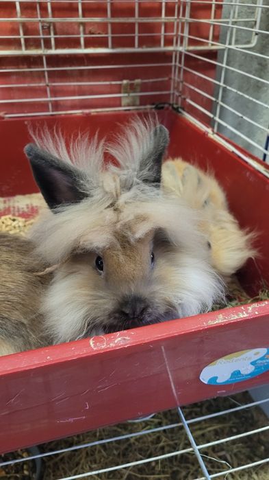 Królik miniaturka lewik