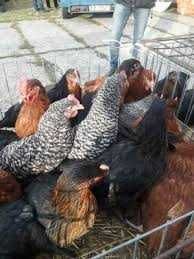 Kury nioski młode Rosa Messa Dominant Tetra ISA Lohmann Leghorn !