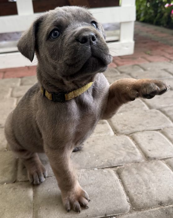 Suczka cane corso z rodowodem