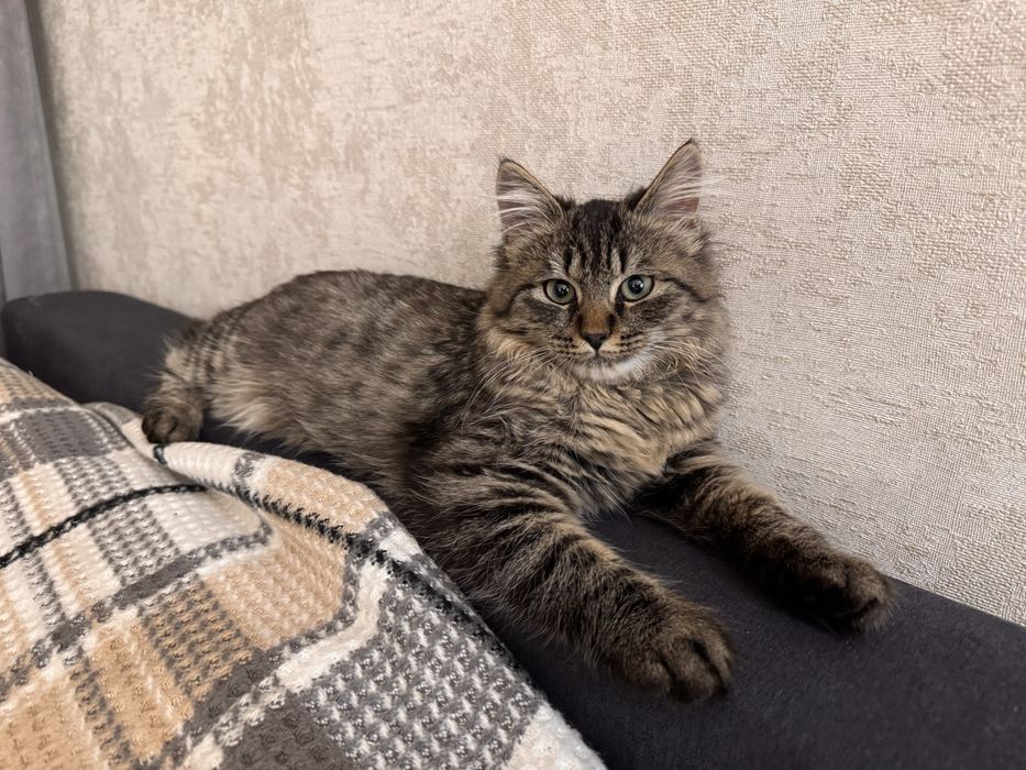 Смугасте кошеня, дівчинка