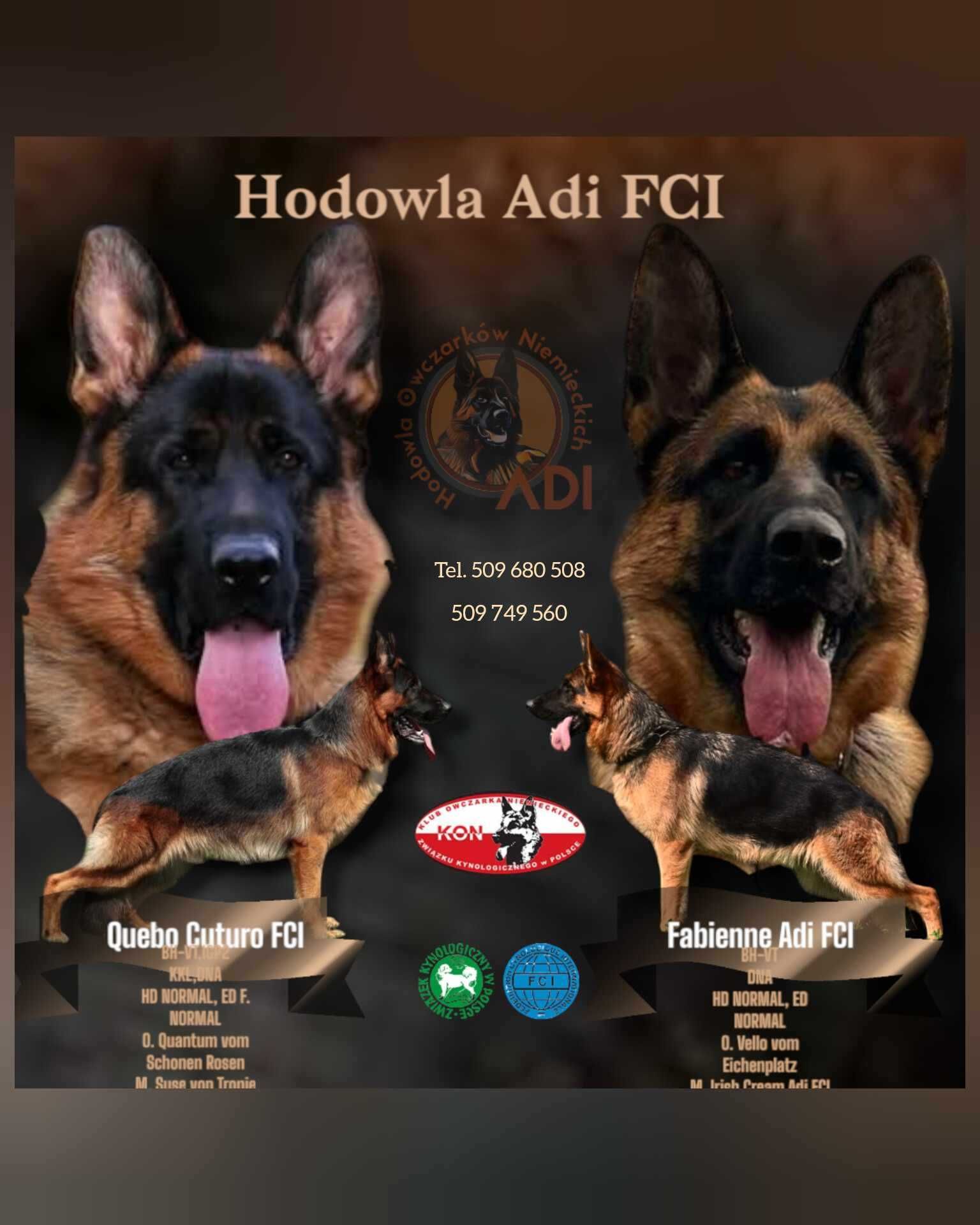 Owczarek Niemiecki ZKwP