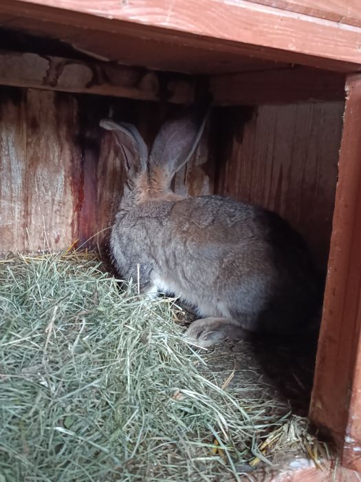 Olbrzym belgijski samce
