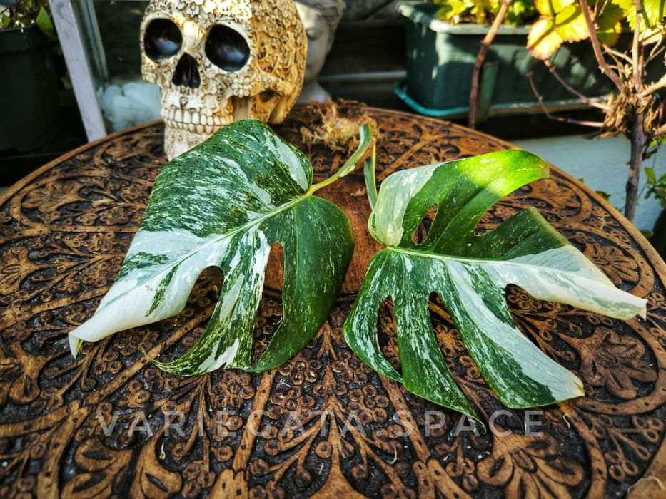 Monstera Albo variegata + Standleyana