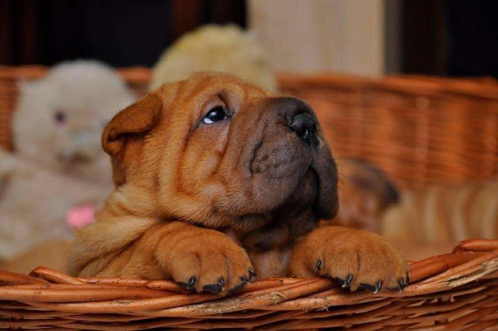 Shar Pei Rodowodowe