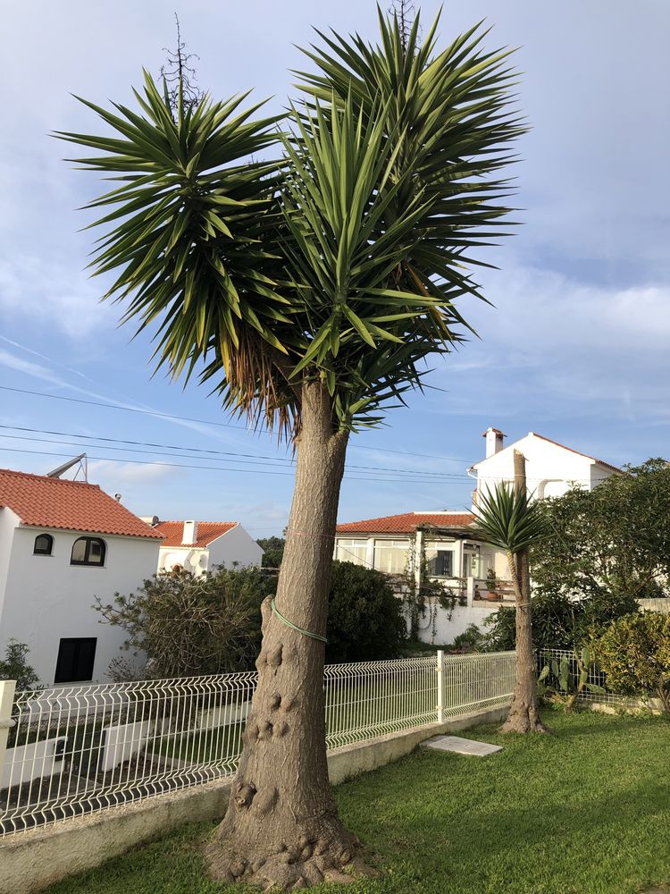 Yuccas podas ou enraizadas e em vaso